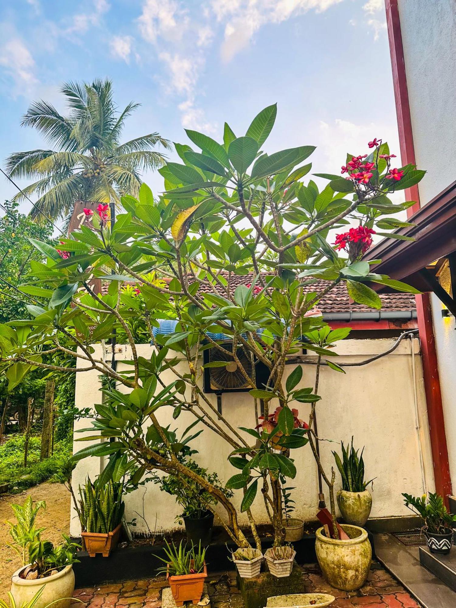Hotel New Panda House Galle Exteriér fotografie